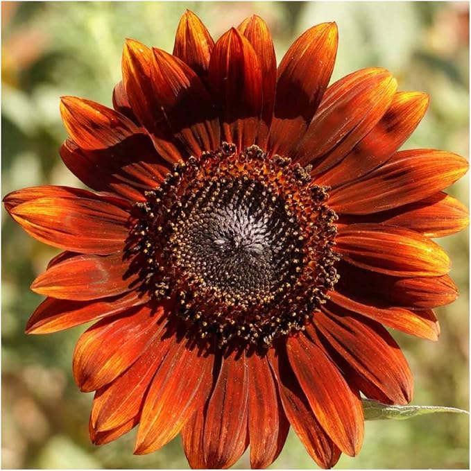 Seed Needs Sunflower Seeds for Planting an Outdoor Flower Garden - Heirloom & Open Pollinated Variety Pack Collection - Plant a Butterfly Garden to Attract Pollinators (6 Packs)