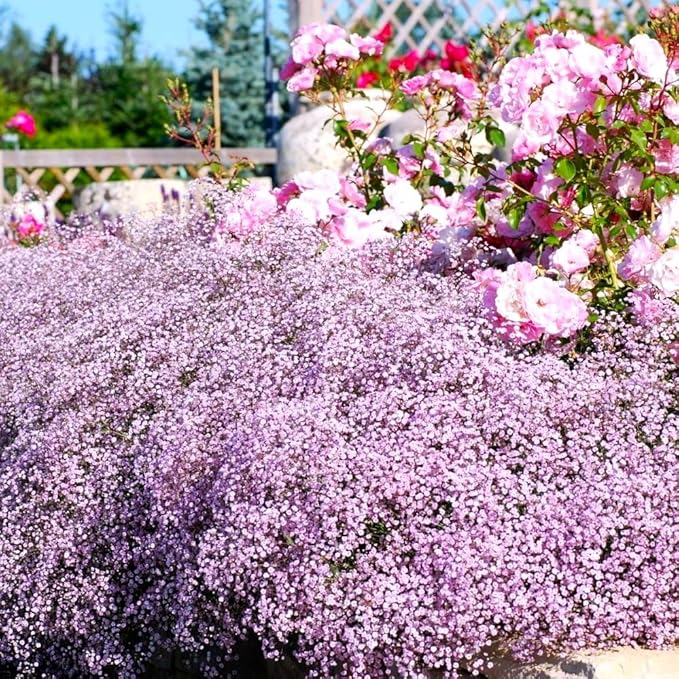 Pink Creeping Baby's-Breath 1000+ Seeds for Planting Gypsophila Groundcover Flowers