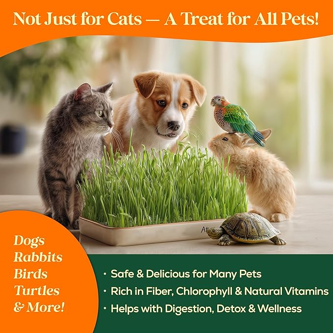 Seedphony Cat Grass Seed Mix – 4 oz Pack with 5,200 Non-GMO Heirloom Seeds for Cats, Barley, Oat, Rye & Wheatgrass for Indoor Growing, Fresh Pet Grass for Digestion & Hairball Control