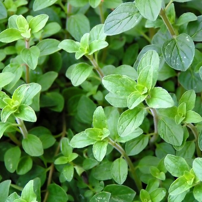 Seed Needs Oregano Seeds for Planting Italian Herbs - Non-GMO Heirloom & Untreated Culinary Herb Seed - Grow Indoors or Outdoors for a Kitchen Garden (5 Packs)