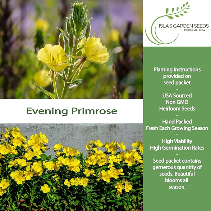 Evening Primrose Mix Flower Seeds (Oenothera lamarckiana) – 1500+ Heirloom Seeds per Packet, by Isla’s Garden Seeds, Bright Yellow Night-Blooming Flowers for Home Gardens, Borders & Naturalized Areas