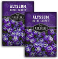 Alyssum Seeds for Planting - Sweet Royal Carpet Purple Alyssum - Fragrant Perennial Flower & Ground Cover - Heirloom Non-GMO - Survival Garden Seeds (2 Packs)
