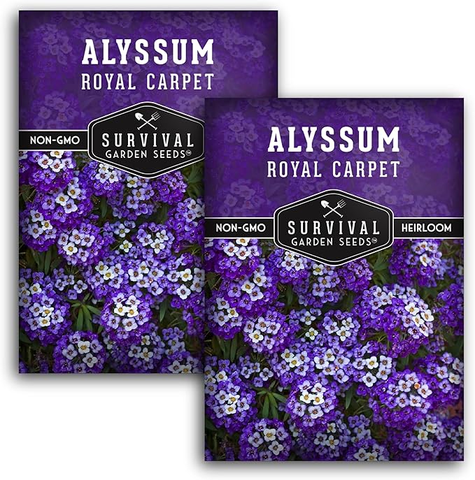 Alyssum Seeds for Planting - Sweet Royal Carpet Purple Alyssum - Fragrant Perennial Flower & Ground Cover - Heirloom Non-GMO - Survival Garden Seeds (2 Packs)