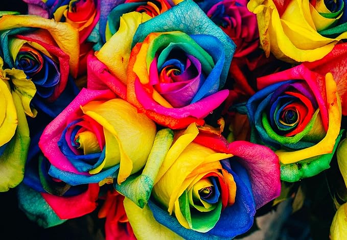 50+ Mixed Rose Flower Seeds Perennial Flowers Plants Garden