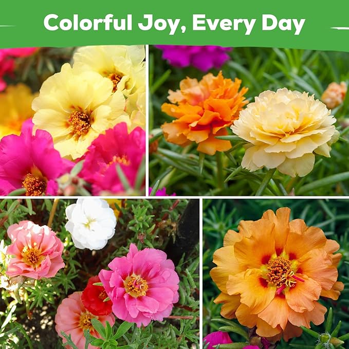 Moss Rose Seeds for Planting, 24,000+ Annual Flower for Ground Cover Flower Seeds, Non-GMO Heirloom Variety, Easy to Grow, Portulaca Seeds to Plant Outdoors Garden Containers
