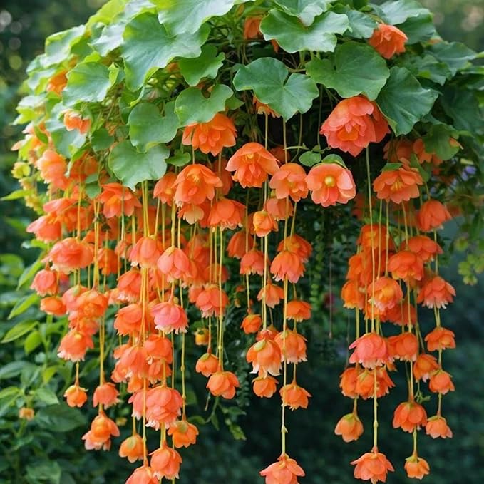150+ Weeping Begonia Seeds | Cascading Hanging Flowers | Ornamental Garden & Basket Plant Seeds for Garden Outdoor Indoor