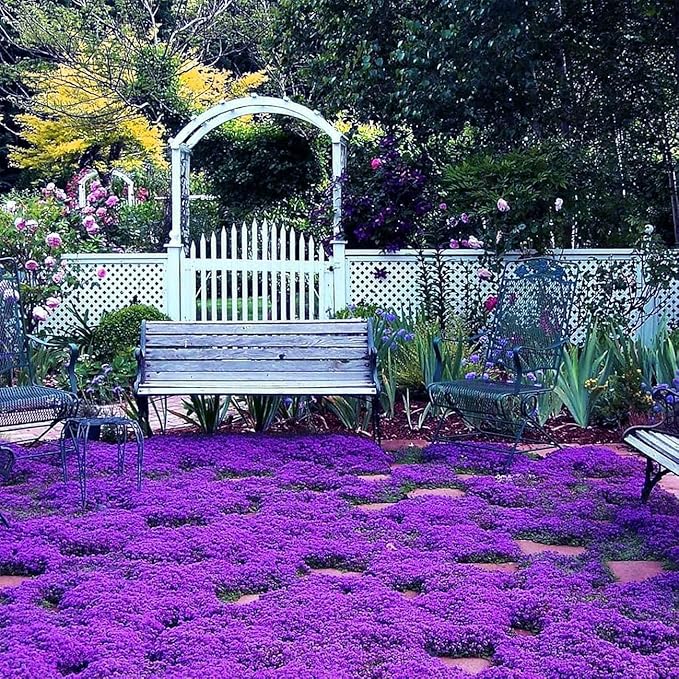 15000+ Creeping Thyme Seeds for Planting Outdoor-Perennial Magic Carpet Ground Cover Herb Plant in Your Home Garden Backyard Non-GMO