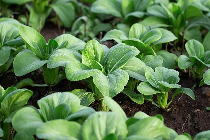 1000 Baby Bok Choy Seeds - Shanghai Green Stem - Heirloom Non-GMO Vegetable Seeds for Planting - AKA Pak Choi, Pok Choi, Chinese Cabbage