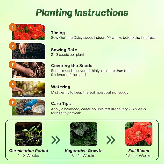 Outsidepride Red Gerbera Seeds - 10 Pcs Perennial, Compact & Low Maintenance, Flower Seeds for Planting w/Mounding Foliage & Vibrant Red Blooms, Ideal for Garden Landscaping & Cut Flower Arrangements