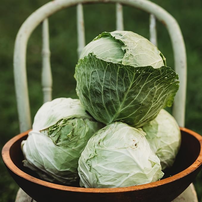 Danish Ballhead Cabbage - 100 Seeds - Heirloom & Open-Pollinated Variety, Non-GMO Vegetable Seeds for Planting Outdoors in The Home Garden, Thresh Seed Company
