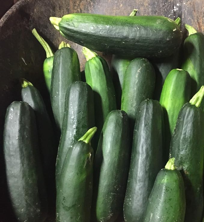 Black Beauty Zucchini Seeds 100 Count, COOL BEANS N SPROUTS Brand. Heirloom. Non-GMO. Home Gardening.