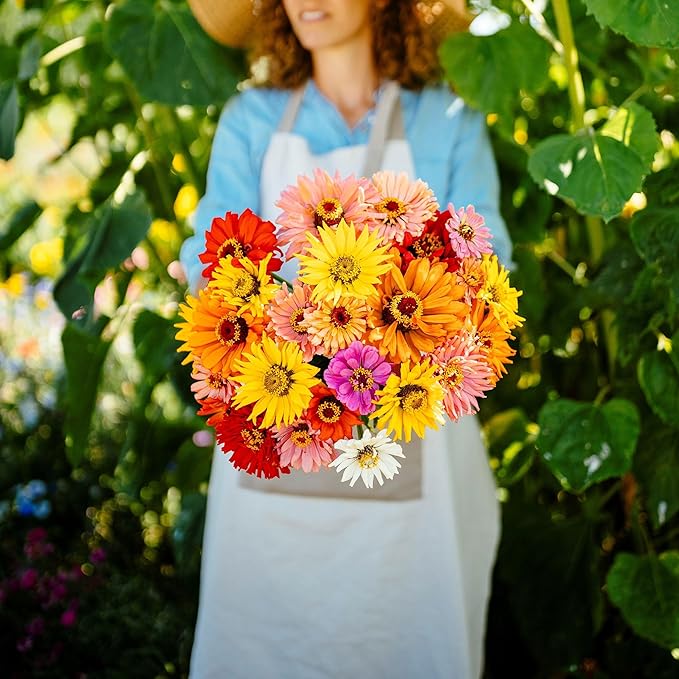 Eden Brothers Zinnia Seeds - Super Cactus Giant Mix, Non-GMO Seeds for Planting, 1 oz | Low-Maintenance Flower Seeds, Plant During Spring, Zones 3, 4, 5, 6, 7, 8, 9, 10