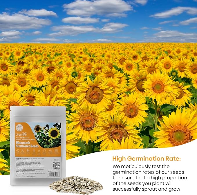 Mammoth Sunflower Seeds to Plant, 1 Ounce Packet 300+ Seeds, 6-12 FT Giant Sunflower, Non-GMO | Heirloom | High Germination, Grown in The USA