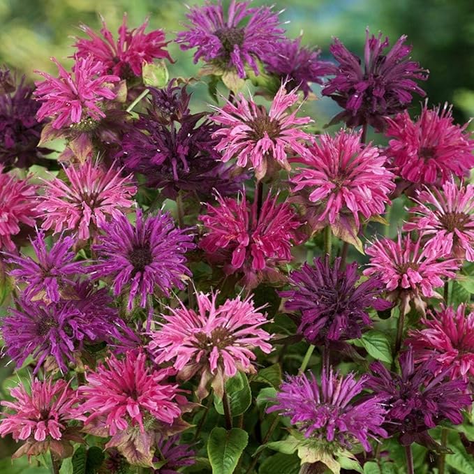 500+ Bee Balm Flower Seeds for Planting Perennial Monarda Didyma Bee Balm Heirloom Flower Non-GMO Seeds - Open-Pollinated