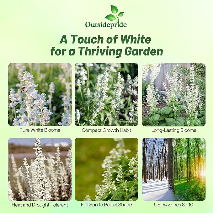Outsidepride White Victory Salvia Seeds - 2000 Pcs Perennial, Compact, Heavy Blooming & Drought-Tolerant Sage Seeds for Planting Fragrant White Blooms for Butterfly & Hummingbird Gardens & Landscaping