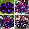 115+ Mixed Hosta Seeds for Planting Outdoors,Giant Hostas Seeds Perennial,Ground Cover Seed Shade Low Maintenance for Home Outdoor Garden
