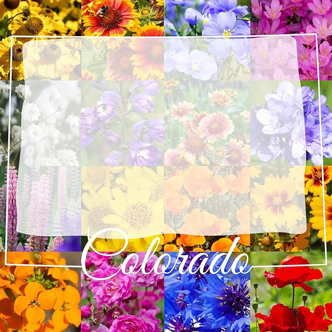 Colorado Wildflower Seed Mix, 1 lb Covers 3,200 sq ft, Multi-Color Blooms, Spring and Fall Planting (1/2 Pound)