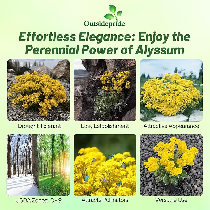 Outsidepride Mountain Gold Alyssum Seeds - 5000 Pcs Perennial, Drought-Tolerant & Pollinator-Friendly Ground Cover Seeds w/Fragrant Yellow Blooms for Low-Growing Xeriscaping & Outdoor Planting
