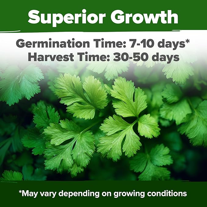 HOME GROWN Non GMO 500+ Cilantro Seeds (Fast Growing) Heirloom Coriander Seeds for Planting Indoors & Outdoors Santo Cilantro Herb for Kitchen Garden, High Germination