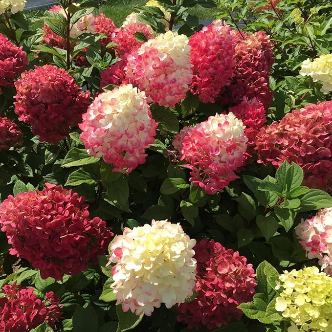 250+ Mixed Panicle Hydrangea Seeds for Planting Flowers Bush Plants Non-GMO Heirloom Seeds Perennial Flower Plant Wedding Outdoor Garden