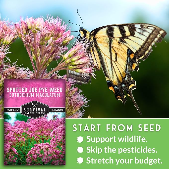 Survival Garden Seeds - Spotted Joe Pye Weed Seeds for Planting | Eutrochium maculatum | Butterfly Magnet | Perennial North American Native Wildflower - 1 Pack