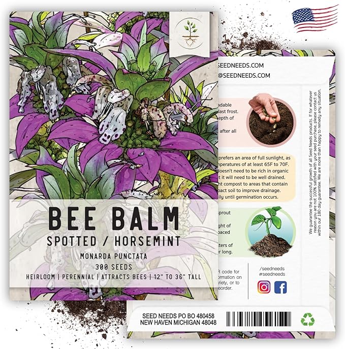 Seed Needs, Spotted Bee Balm Seeds - 300 Heirloom Seeds for Planting Monarda punctata - Medicinal Horsemint Herb, Open Pollinated, Attracts Pollinators (2 Packs)