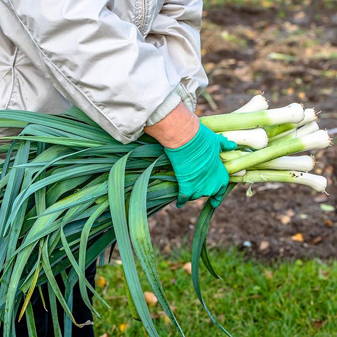Leek Seeds - Carantan - 0.25 Oz ~2750 Seeds - Allium porrum - Farm & Garden Vegetable Gardening & Microgreens Seed - Non-GMO, Heirloom, Open Pollinated, Annual