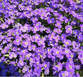 700+ Aubrieta Whitewell Gem Hybrid Seeds - Low Growing Perennial for Rock Gardens and Ground Cover. Non-Invasive.