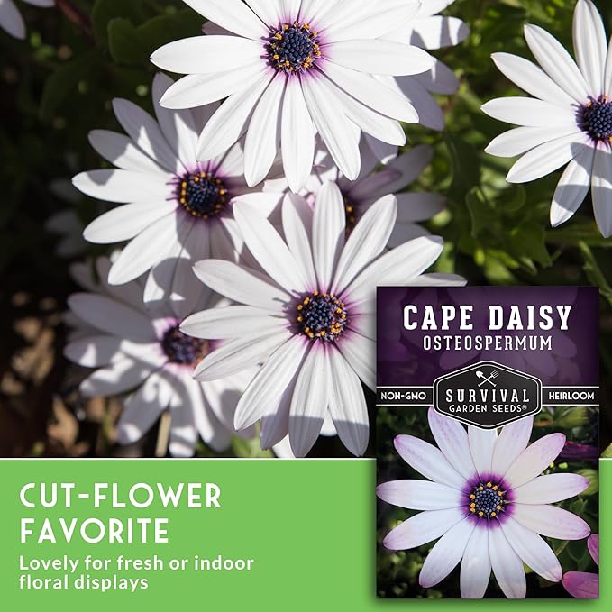 Cape Daisy Seeds for Planting - Osteospermum Ecklonis - White Petals with Purple Eyes, Long Blooming Annual to Tender Perennial Flower Variety - Survival Garden Seeds (5 Packs)