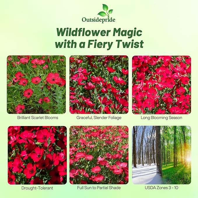 Outsidepride Scarlet Flax Seeds - 1 lb Annual Flower Seeds for Planting, Self-Seeding, Drought-Tolerant w/Compact Growth, for Small Gardens, Meadows, Borders, or Mass Plantings