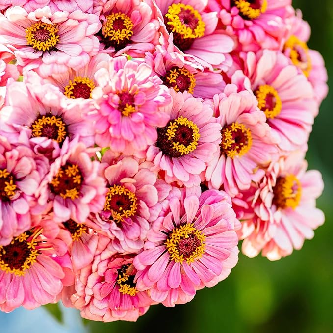 Eden Brothers Zinnia Seeds - Illumination, Non-GMO Seeds for Planting, Packet | Low-Maintenance Flower Seeds, Plant During Spring, Zones 3, 4, 5, 6, 7, 8, 9, 10