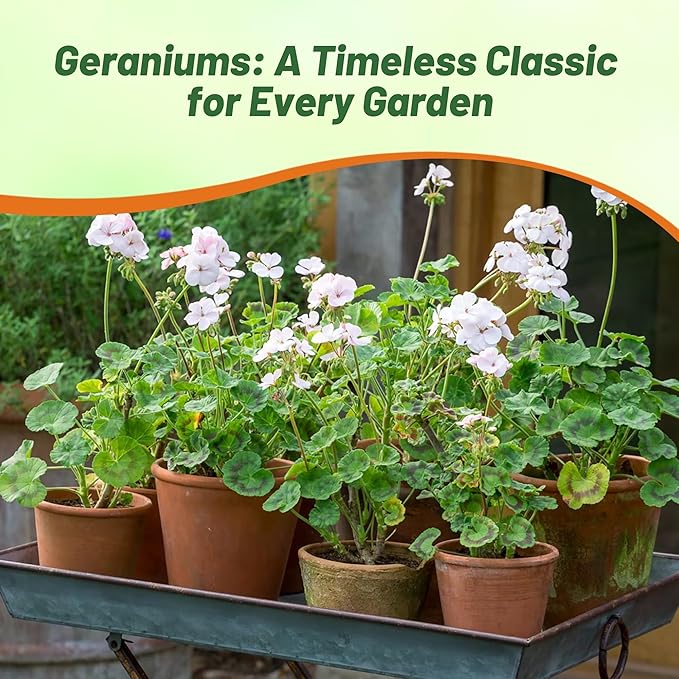 Outsidepride White Geranium Seeds for Planting - 25 Pcs Annual, Heat & Drought Tolerant Flower Seeds with Green Foliage & White Blooms for Pots, Borders & Lush Summer Garden Displays