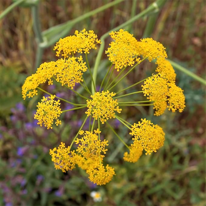 Eden Brothers Fennel Seeds