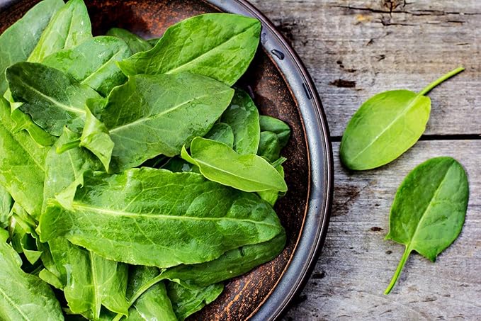 Garden Sorrel 2000+ Seeds for Planting Non-GMO