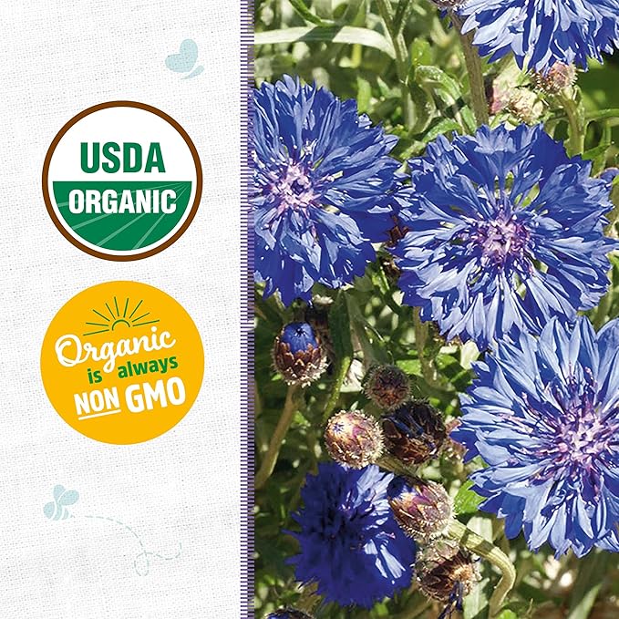 Back to The Roots 100% Organic Seed Packet - Bachelor Buttons 'Jubilee' 420mg