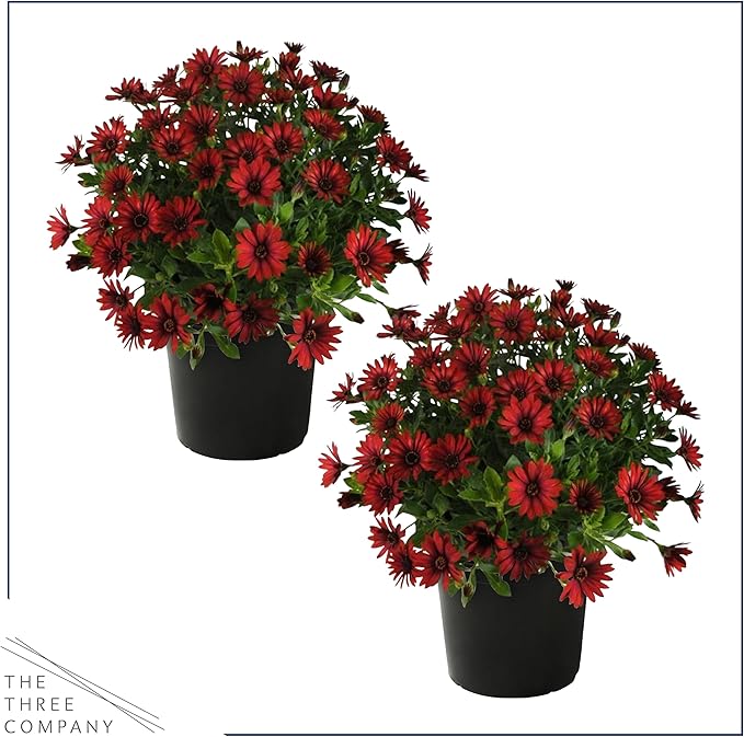 Live Flowering Osteospermum Plant - Red (2 Plants Per Pack), Beautiful African Daisies, Early Spring Color, 12" Tall by 5" Wide in 1 Qt Pot, The Three Company