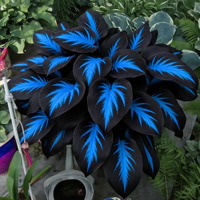 Hosta Seeds for Planting, 290+pcs Rare Perennial Hosta Flower Seeds Plants, Non-GMO Heirloom Long Blooming Plants Shaded Entry Pathway Rare Flowers for Garden Outdoors