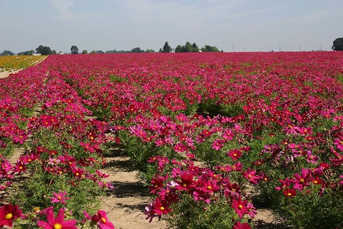 Dwarf Red Cosmos Flower Seeds for Planting, 100+ Heirloom Seeds Per Packet, (Isla's Garden Seeds), Non GMO Seeds, Scientific Name: Cosmos Bipinnatus, Great Home Flower Garden Gift