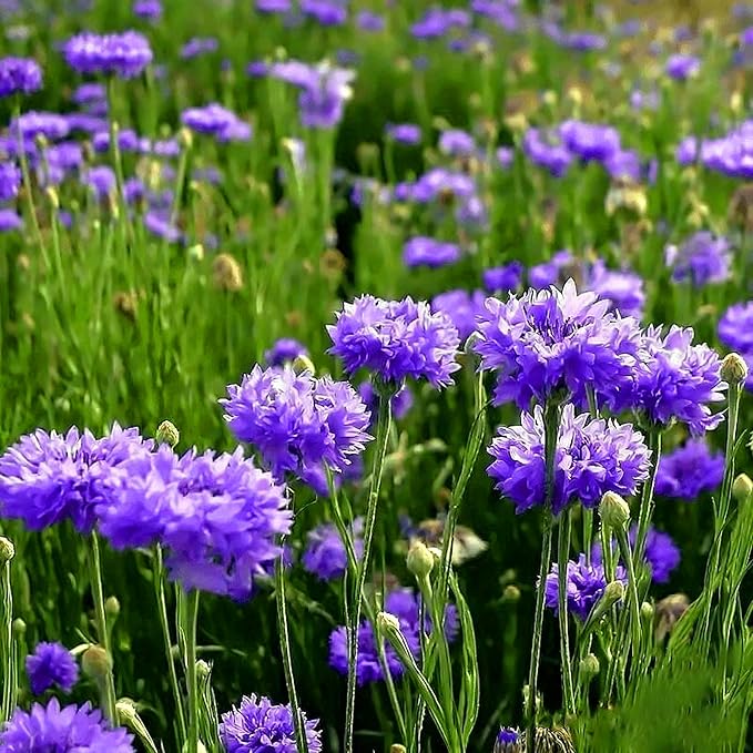 Colorful Dwarf Cornflower Seeds for Planting, 3007+pcs Perennial Cornflower Flower Seeds Plants, Heirloom Non-GMO Rare Beautiful Hummingbirds Open Pollinated Wildflowers in Home Garden Outdoors