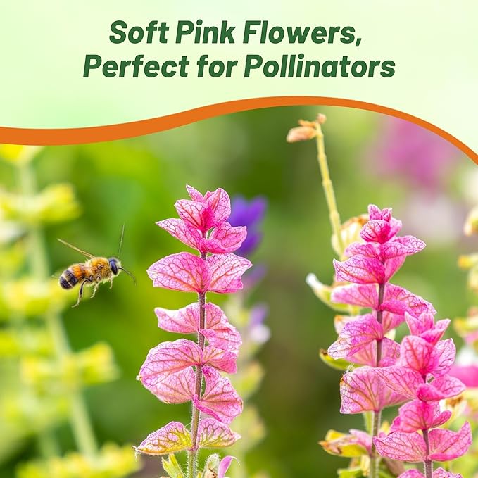 Outsidepride Pink Sunday Salvia Seeds - 2,000 Pcs Annual, Compact, Heavy Blooming & Drought-Tolerant Sage Seeds for Planting Fragrant Pink Blooms for Butterfly & Hummingbird Gardens & Landscaping