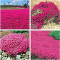 Red Creeping Thyme Seeds for Planting 20000+ Non-GMO Perennial Flower Seeds Landscaping Ground Cover, Easy to Grow