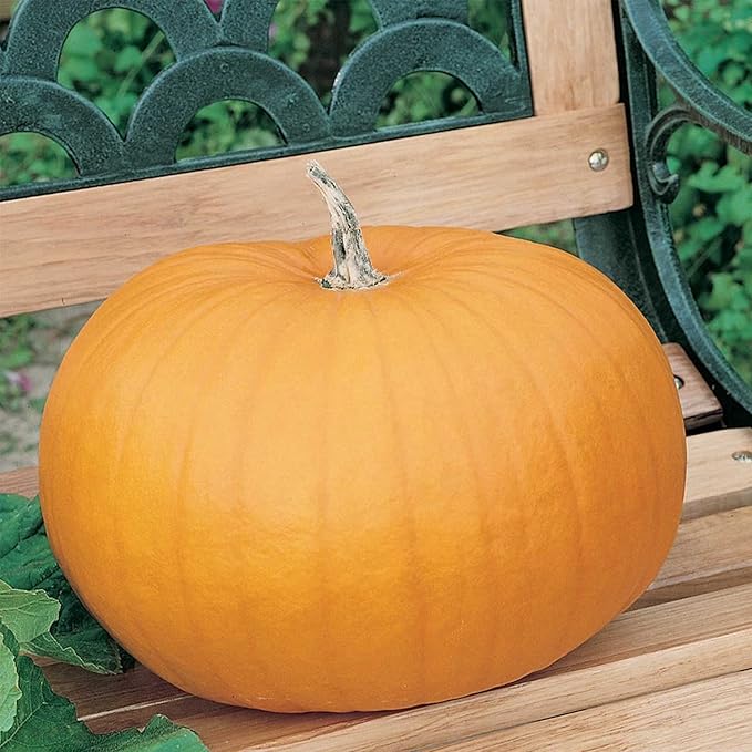 Pumpkin Garden Seeds - Connecticut Field Variety - 8 Gram Seed Packet - Non-GMO and Heirloom Pumpkins - Deep Orange - Jack O'Lanterns Pumpkin