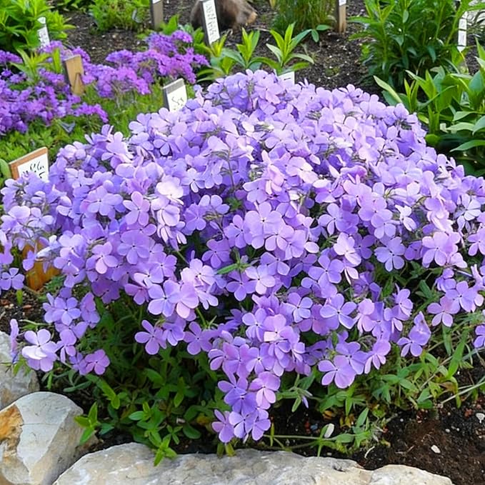 Creeping Phlox Seeds for Planting, 1000+pcs Rare Perennial Creeping Purple Phlox Flower Seeds Plants, Non-GMO Heirloom Dwarf Ground Cover Beauty Flowers Plants for Home Garden Outdoors