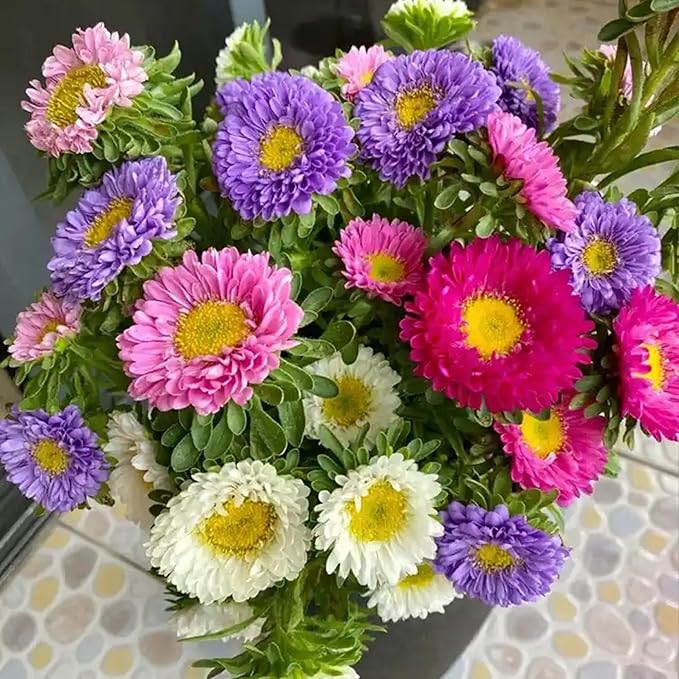 Mixrug Chrysanthemum Flowers Seeds for Planting, 1000pcs Rare Perennial Tanacetum Chrysanthemum Morifolium Flower Seeds, Heirloom Non-GMO Home Garden Wildflower in Outdoors Indoors