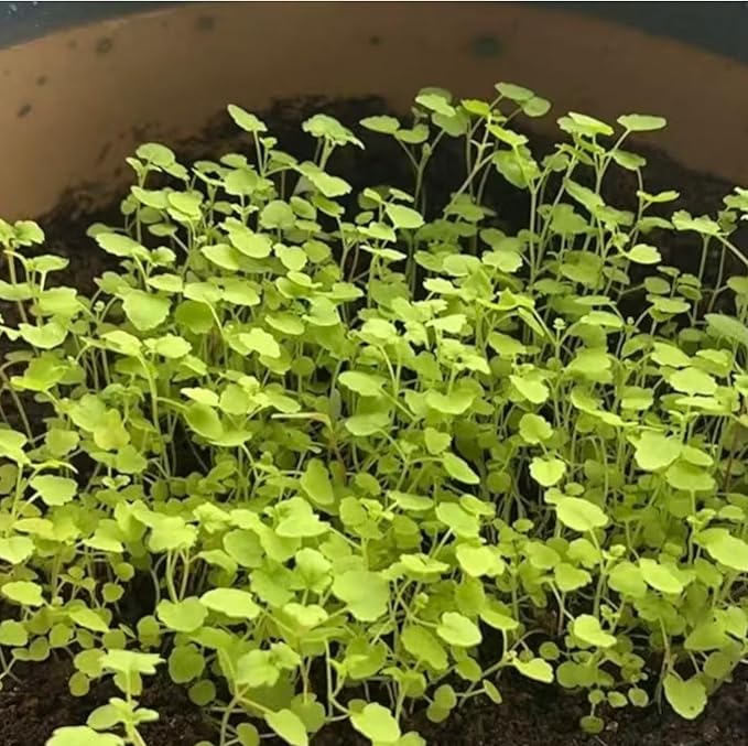 NYGardenia 1000 Mint Seeds – Fresh Green Herb for Kitchen Garden & Container Planting, Fast-Growing Variety