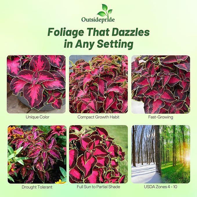 Outsidepride Chocolate Cherry Coleus Seeds for Planting - 20 Pcs Annual, Compact, & Easy to Grow, Flower Seeds with Serrated Foliage, Ideal for Shaded Areas, Containers, Borders, & Gardens