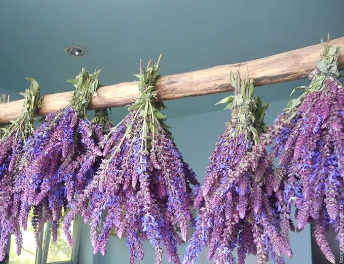 Seeds4planting - Seeds Garden Sage (Salvia Officinalis) Medicinal Herbs Perennial Heirloom Non GMO for Planting