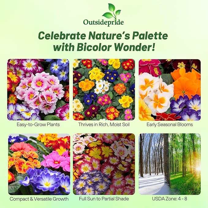 Outsidepride Danova Bicolor Mix Common Primrose Seeds - 25 Pcs Annual, Hardy, Easy to Grow & Low Maintenance Flower Seeds for Planting Vibrant Soft Blooms, for Containers, Borders & Erosion Control