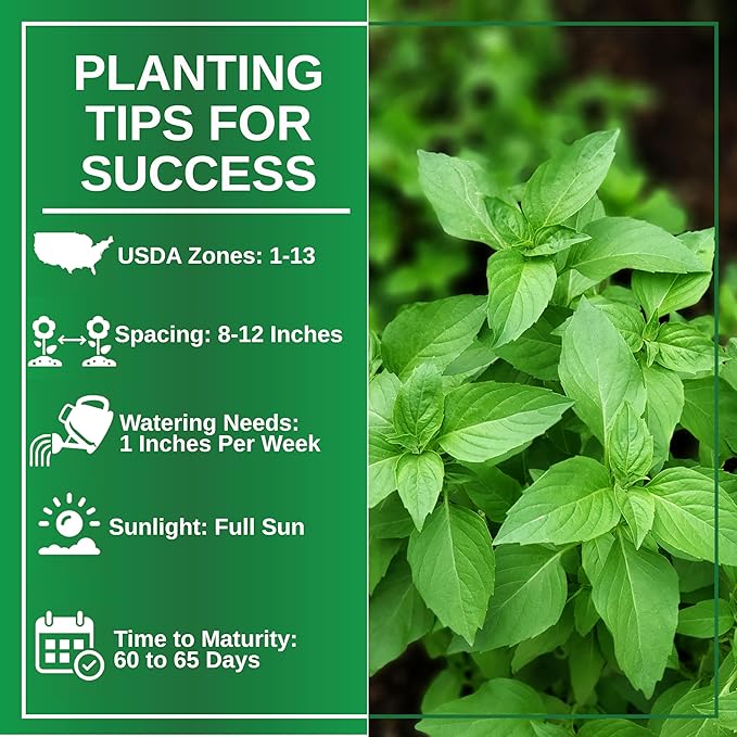 TKE Farms & Gardens - Thai Basil Seeds for Planting, 500+ Non-GMO Heirloom Seeds, Easy-to-Grow Herb, Indoor & Outdoor Gardening, Perfect for Home Chefs and Asian Cuisine, Instructions Included