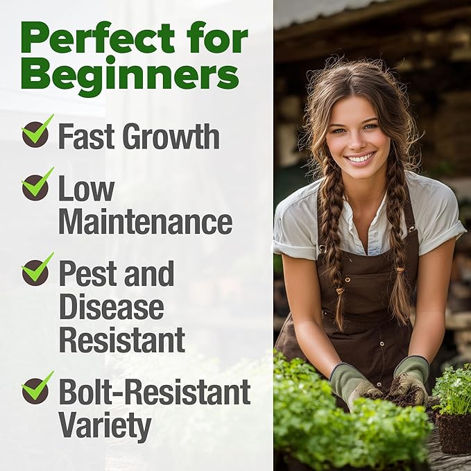 HOME GROWN Non GMO 500+ Cilantro Seeds (Fast Growing) Heirloom Coriander Seeds for Planting Indoors & Outdoors Santo Cilantro Herb for Kitchen Garden, High Germination